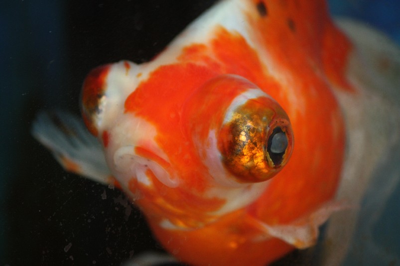 唇が紅白です 赤出目金 金魚 我が家の金魚写真日記