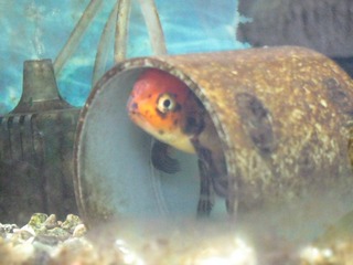 震災後の金魚1
