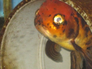 震災後の金魚2